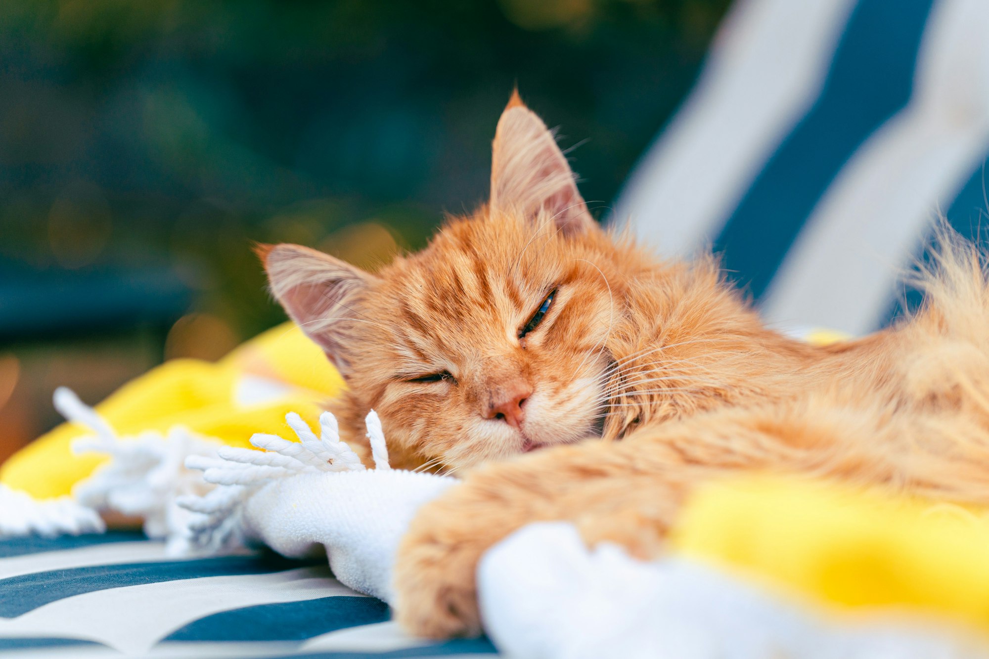 Close-up portrait of a ginger cat with green eyes in an outdoor setting