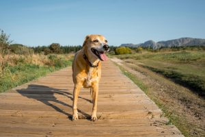 Happy dog on a wooden path in a sunny outdoor setting.