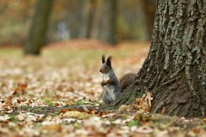 Nature in fall