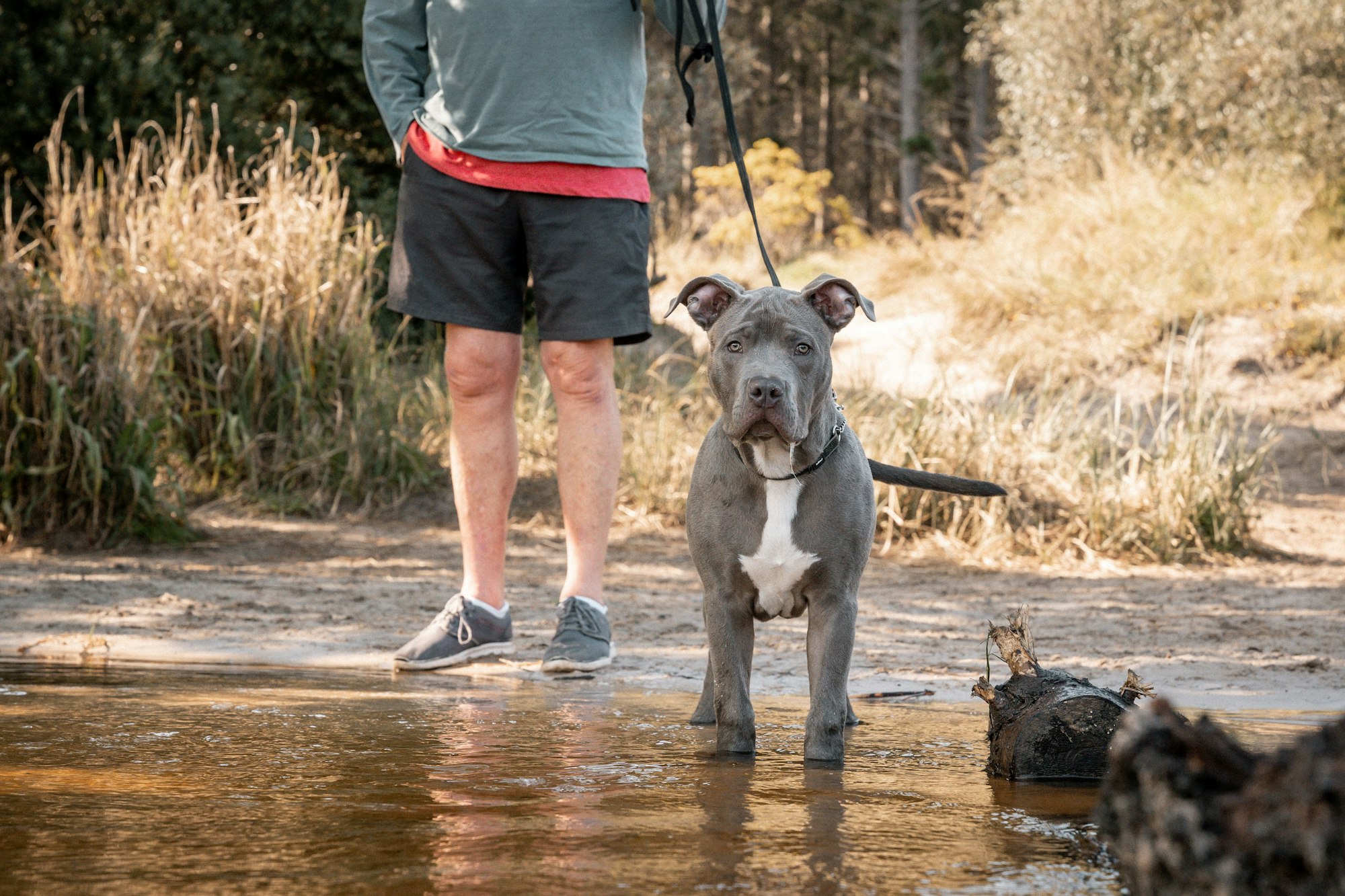 Person with grey pit bull by a stream