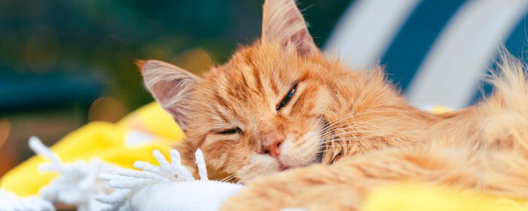 Close-up portrait of a ginger cat with green eyes in an outdoor setting