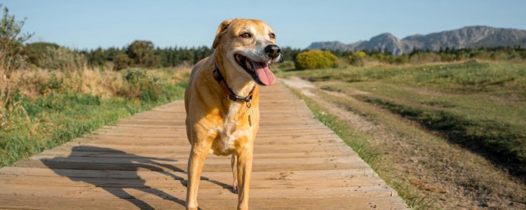 Happy dog on a wooden path in a sunny outdoor setting.